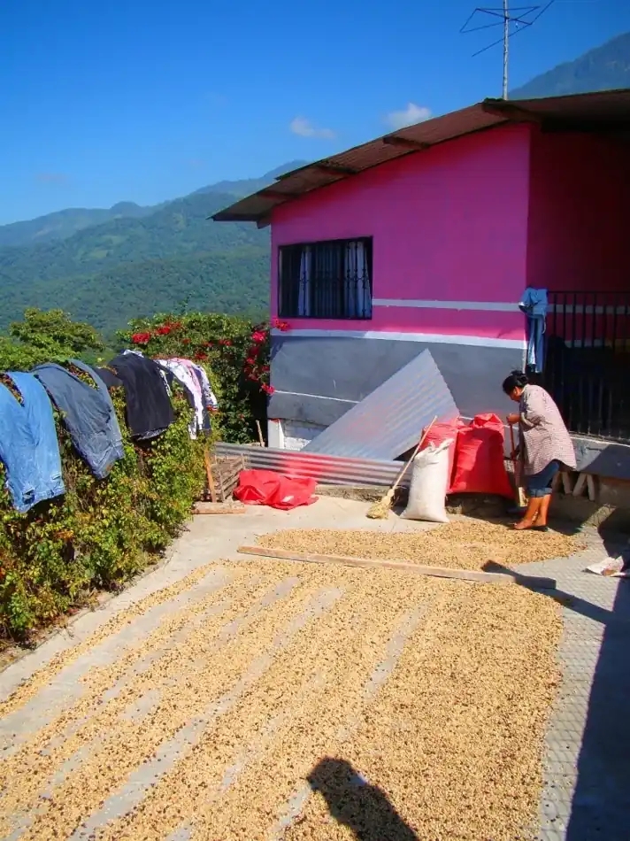 Café extendido para secarse al sol en una comunidad de Chiapas